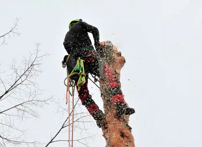 Baumpflege, Baumfällung und Totholzentfernung